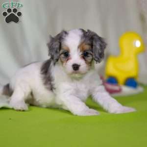 Bonnie, Cavapoo Puppy
